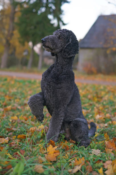 adorável cão poodle preto padrão posando ao ar livre com sua pata levantada sentado em uma grama verde com folhas de bordo amarelas caídas no outono - maple leaf green outdoors - fotografias e filmes do acervo