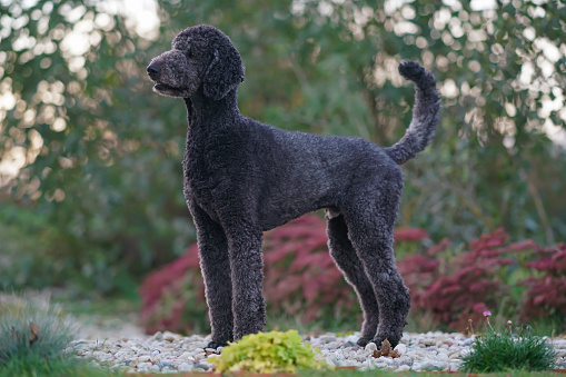 Black Standard Poodle dog posing outdoors in a garden standing on stones in autumn