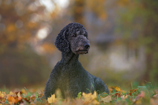 Cute black Standard Poodle dog posing outdoors lying down on a green grass with yellow fallen maple leaves in autumn