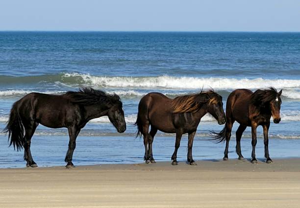 istock Wild Horses along the beach in the Outer Banks 1803050863