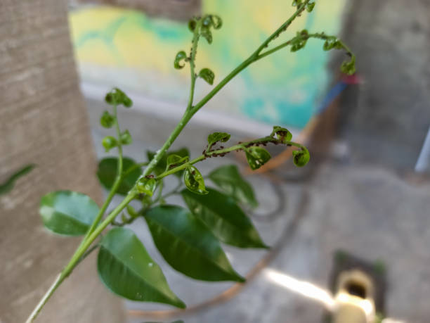There are tree branches with a white hue, suggesting they may be affected by pests.