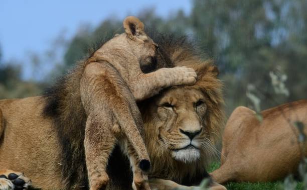 istock Male lion with cub 1803059053