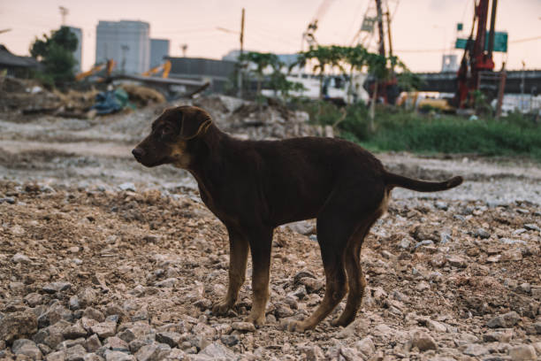 homeless dog in bangkok