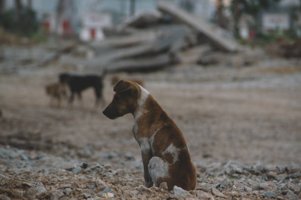 homeless dog in bangkok