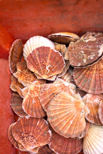 istock France: Lion's Paw Scallop Shells in Orange Bin, Fish Market 1803087624
