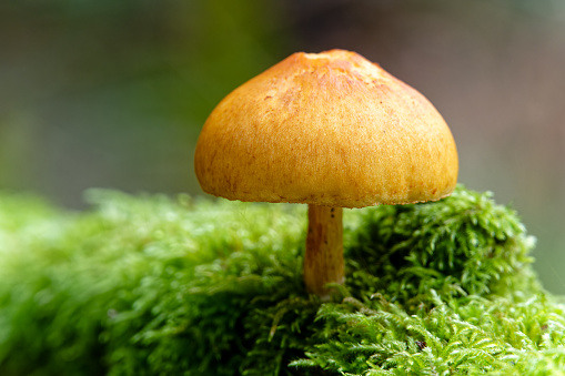 Close up of a wild Mushroom, Salt Spring Island, BC Canada