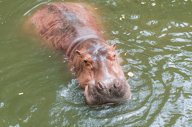 istock Hippopotamus in the pool 180308865