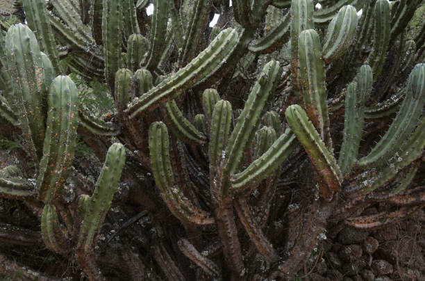 istock Mexican background texture of garambullo Myrtillocactus geometrizans 1803092361