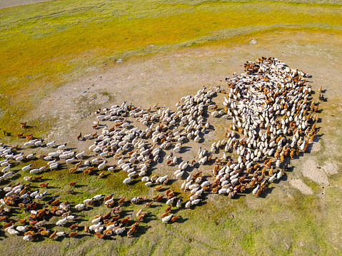 Drone point of view flock of sheep in Mongolia pasture