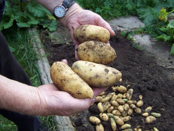 istock Yellow Banana potatoes 1803096069