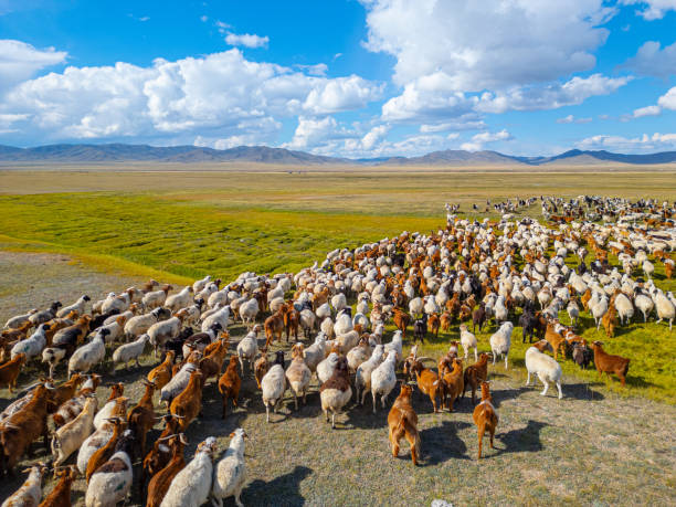 Drone point of view flock of sheep in Mongolia pasture