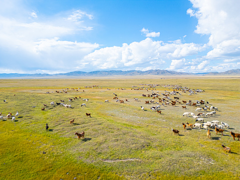 Migration transport in Inner Mongolia, use to migrate from one place to another.
