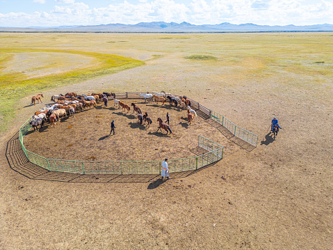 Mongolian Nomad people herding horses out from ranch