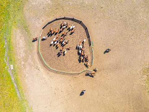 Mongolian Nomad people herding horses out from ranch