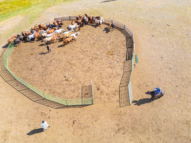 Mongolian Nomad people herding horses out from ranch