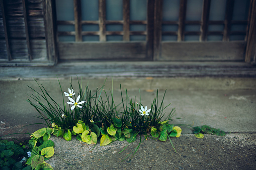 White flowers blooming in a Japanese house
