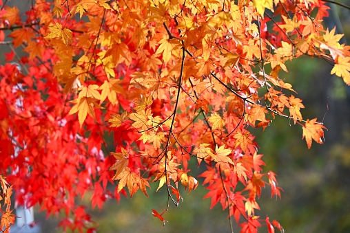 Vibrant red autumn foliage with reflection on water, Arashiyama, Japan.
