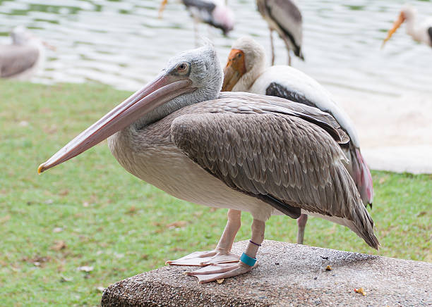 istock Kabbaw bird Portrait 180310485