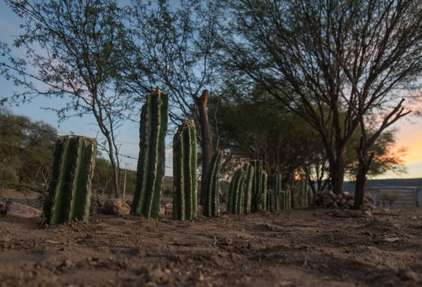 istock Cactus propagated by cutting system in semi desert area 1803112936