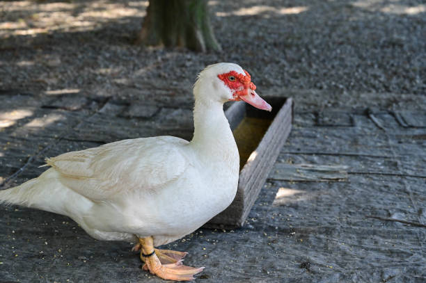 istock Cairina moschata duck is raised in the farm. 1803122889
