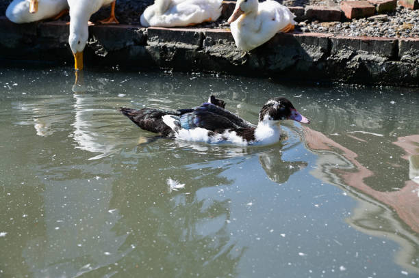 istock Many ducks are raised on the farm 1803123159
