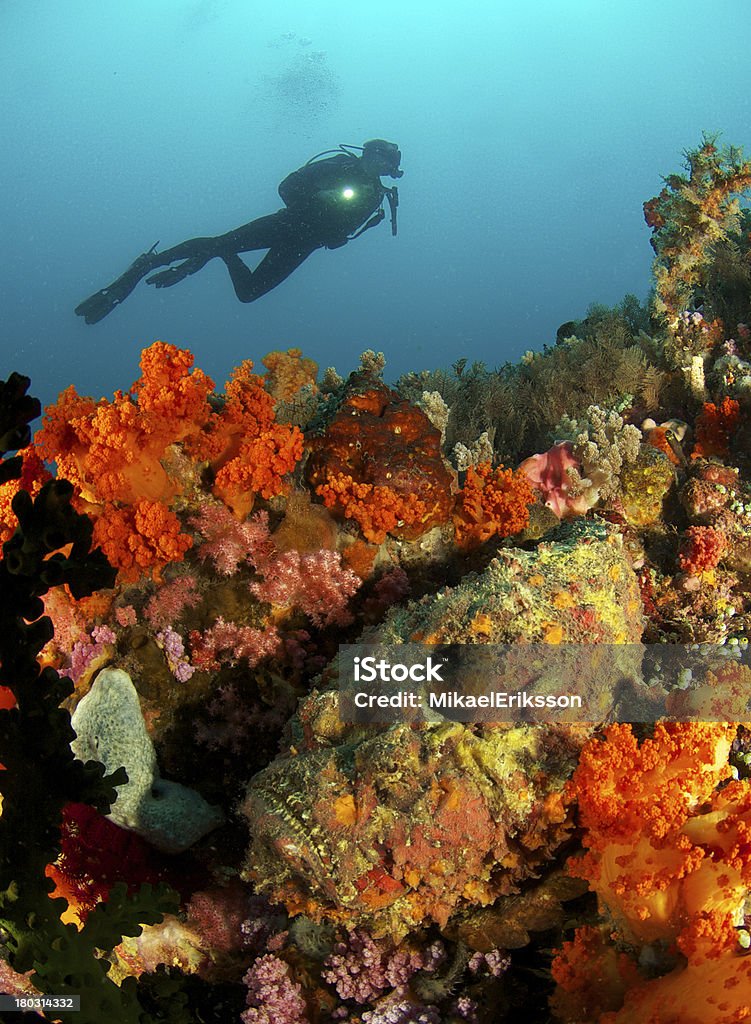 Scuba diver and stonefish Scuba diver and stonefish in Sulawesi, Indonesia Blue Stock Photo