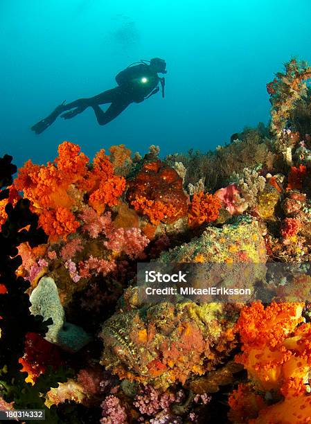 Scuba Diver And Stonefish Stock Photo - Download Image Now - Blue, Camouflage Clothing, Environment