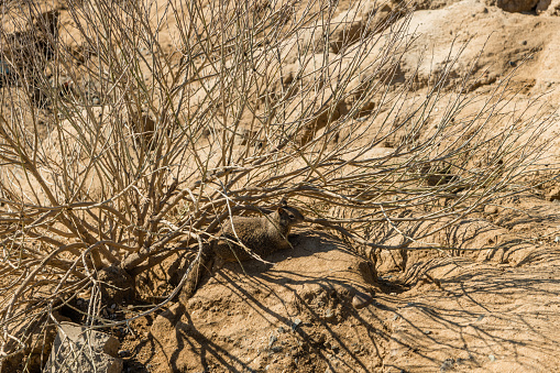 California Ground Squirrel hiding under a dry bush near Pacific Ocean shore in Southern California