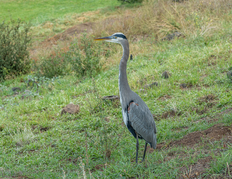 Close-up of a Great Blue Heron in Escondido, Southern California