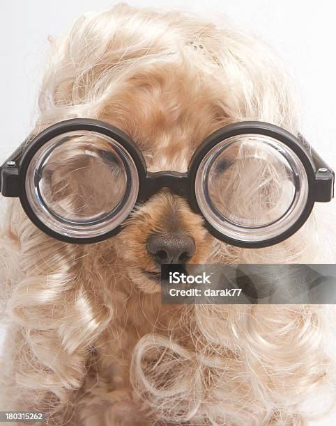 Foto de Nerd E Blonde e mais fotos de stock de Animal - Animal, Animal de estimação, Bico