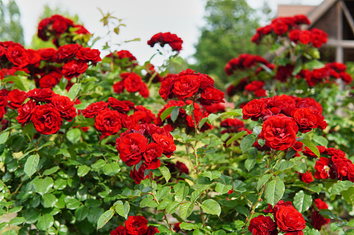 Many red roses, rose garden landscape.