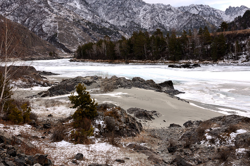 A young pine tree on a sandy-stony bank of a river with a dense coniferous forest flowing through a winter valley surrounded by snow-capped mountains. Katun River, Altai, Siberia, Russia.