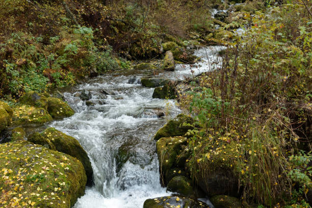 istock A mountain stream flows like a rapid stream through the forest along the banks covered with fallen leaves on a cloudy autumn day. 1803172615