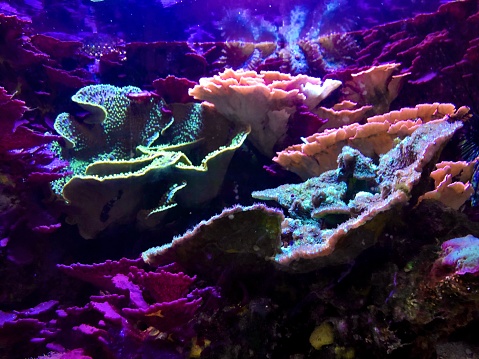 A bunch of bright beautiful coral with purple, green, and orange colors. The coral is big and spreads wide under the water. There is a reflection at the surface. The entire space is surrounded.