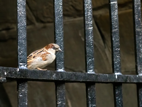 A sparrow perches on the black bars of a metal gate in a city park. Selective focus on the small bird. The House Sparrow, or Passer domesticus, is a member of the Passeridae family.