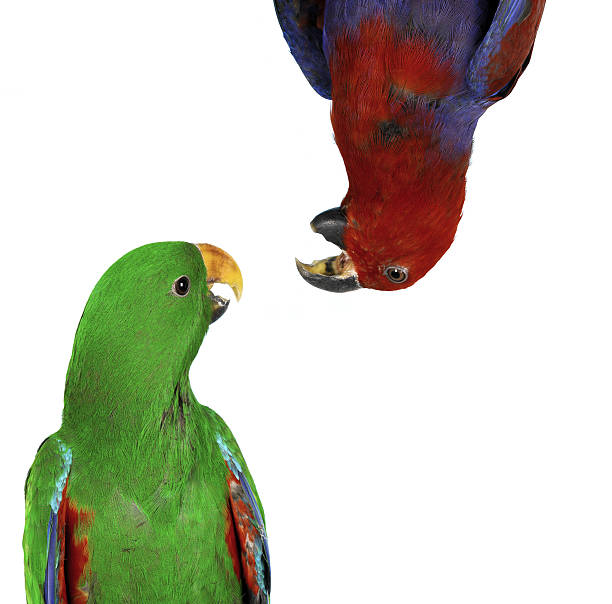 istock beautiful red and green macaw parrots 180319121