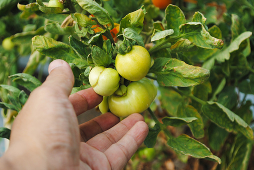 A hand is checking tomato plants on a plantation.