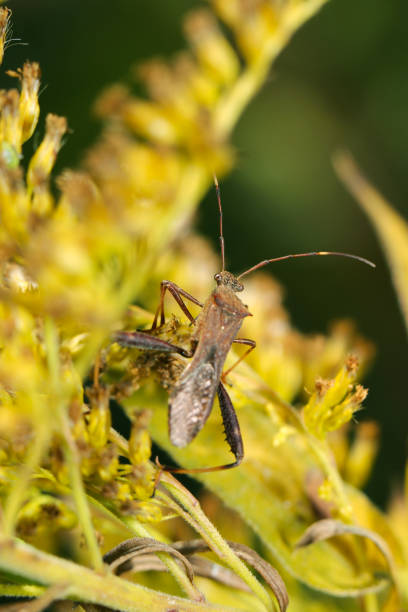 istock A stink bug (Hosoherikamemushi, Riptortus pedestris) walking among yellow-flowered goldenrods (Outdoor field, closeup macro photography) 1803196598