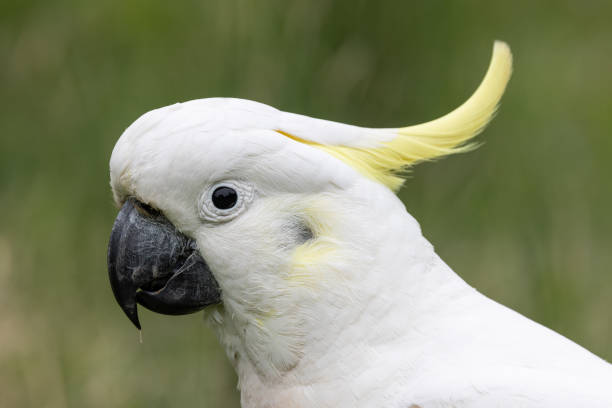 istock Sulphur-crested Cockatoo 1803198779