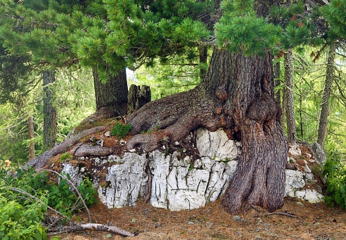 Beautiful pine root on stone, forest view
