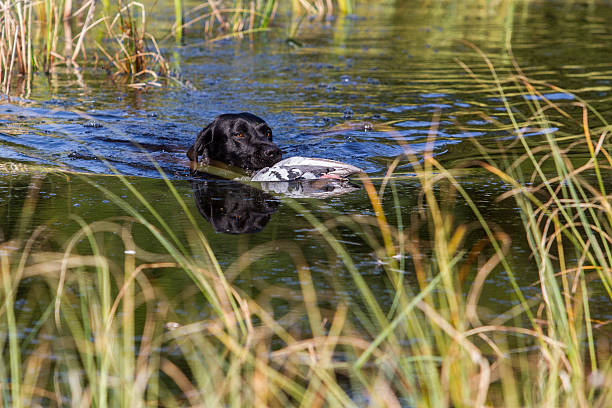 istock Labrador fetching duck in lake 180319999