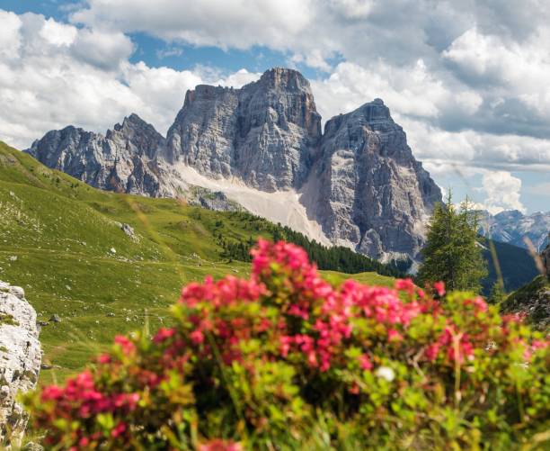 istock Monte Pelmo red mountain flowers Alps Dolomites mountain 1803201047