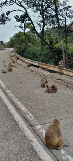 istock Heuristics enough to evolve and embrace 1803240243