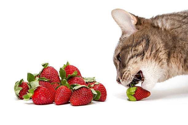 Cat eat Strawberry stock photo