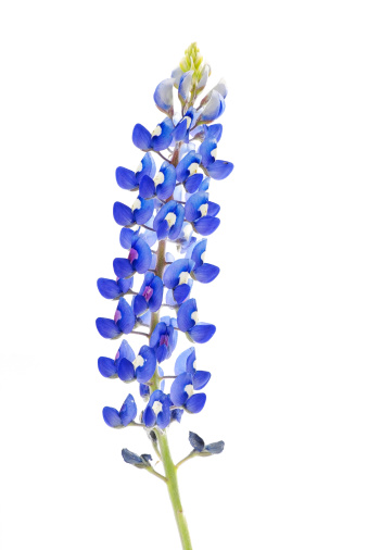 Macro Shot of Texas Bluebonnet  (Lupinus texensis ) isolated on white background