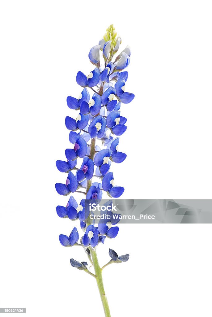 Texas Bluebonnet Stock Photo - Download Image Now - Bluebonnet, Texas Bluebonnet, Texas - iStock Texas Bluebonnet Stock Photo - Download Image Now - Bluebonnet, Texas Bluebonnet, Texas - iStock