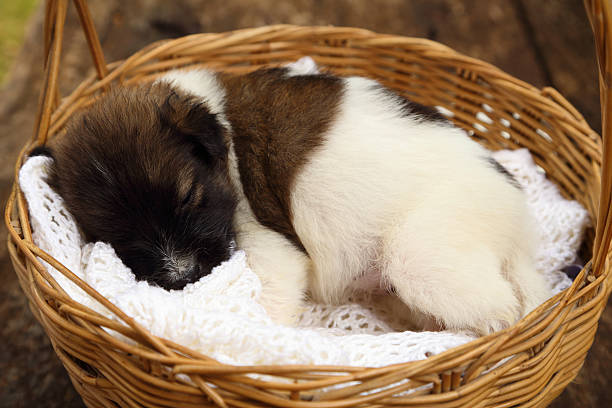 A senior Jack Russell Terrier dog curled up on a comfy bed with her toy (note: pet toy is generic, no brand)