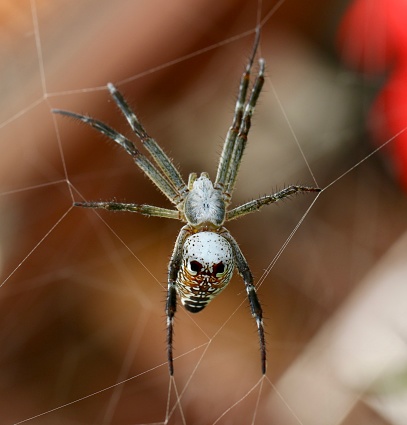 Spectacular spider reaches out for an insect it has caught in its web.