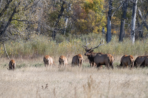 Huge Bull Elk looking at camera with part of his herd of cow elks in Charles M. Russell wildlife refuge in northern Montana, USA, North America.