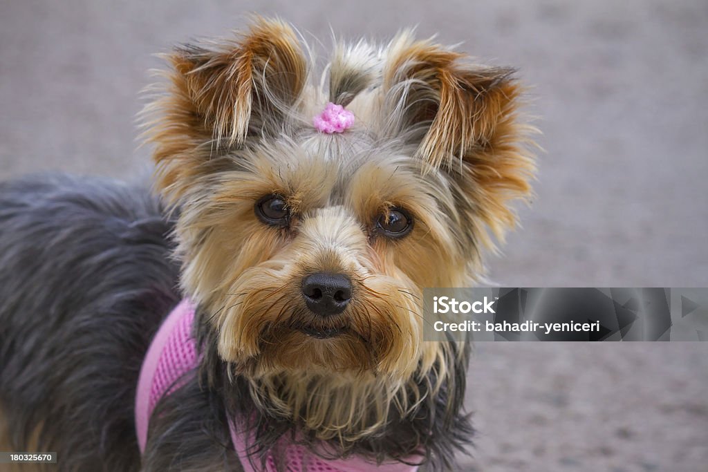 Yorkshire Terrier - Royalty-free Cão Foto de stock